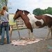 SALE Calm Breeze Original Painting from pony artist MINNOW