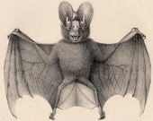 1824 bat original antique print cute and smiling beast
