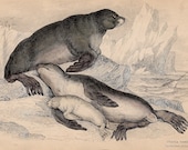 1833 seal original antique sealife print - sea bear of steller