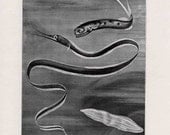 1900 deep sea fish original antique exotic ocean sea life print no. 2
