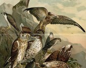 1894 birds of prey original antique falcon print color lithograph