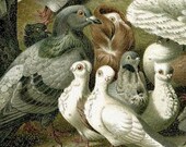 1894 dove pigeon original antique bird print color lithograph