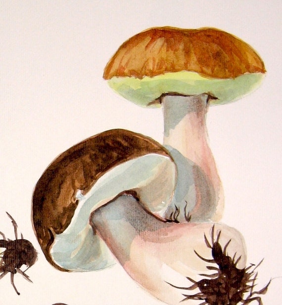 mushrooms watercolor original painting by antiqueprintstore
