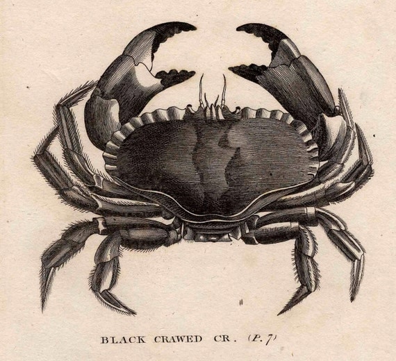 1812 sea life original antique engraving - black crawed crab