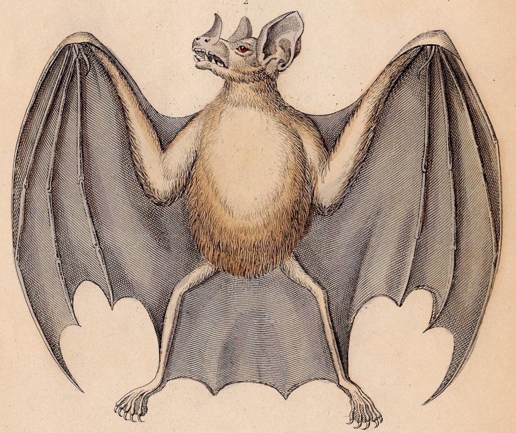 1838 bat vampire antique engraving print