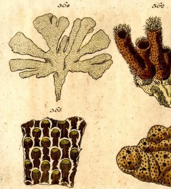 1813 coral mini antique print original engraving rare and unusual no.3