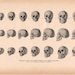 1900 skulls original antique anatomy print