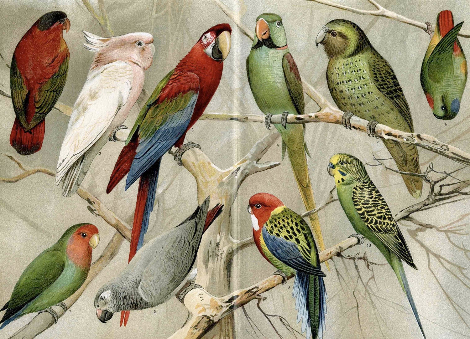 RESERVED FOR SUSAN - 1894 parrots original antique bird print color lithograph