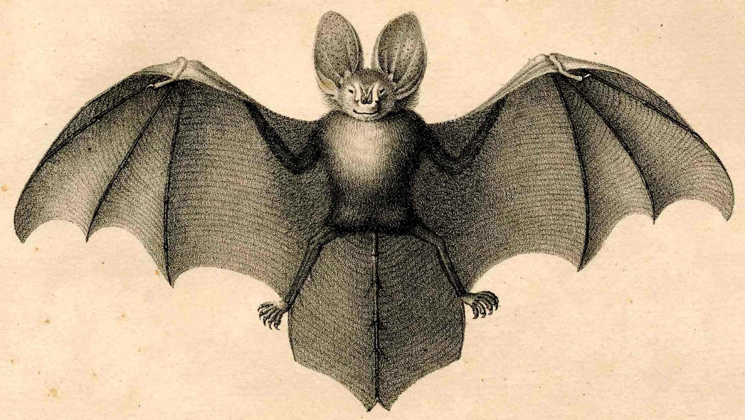 1824 bat antique original scary print - java bat