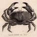 1812 sea life original antique engraving - black crawed crab