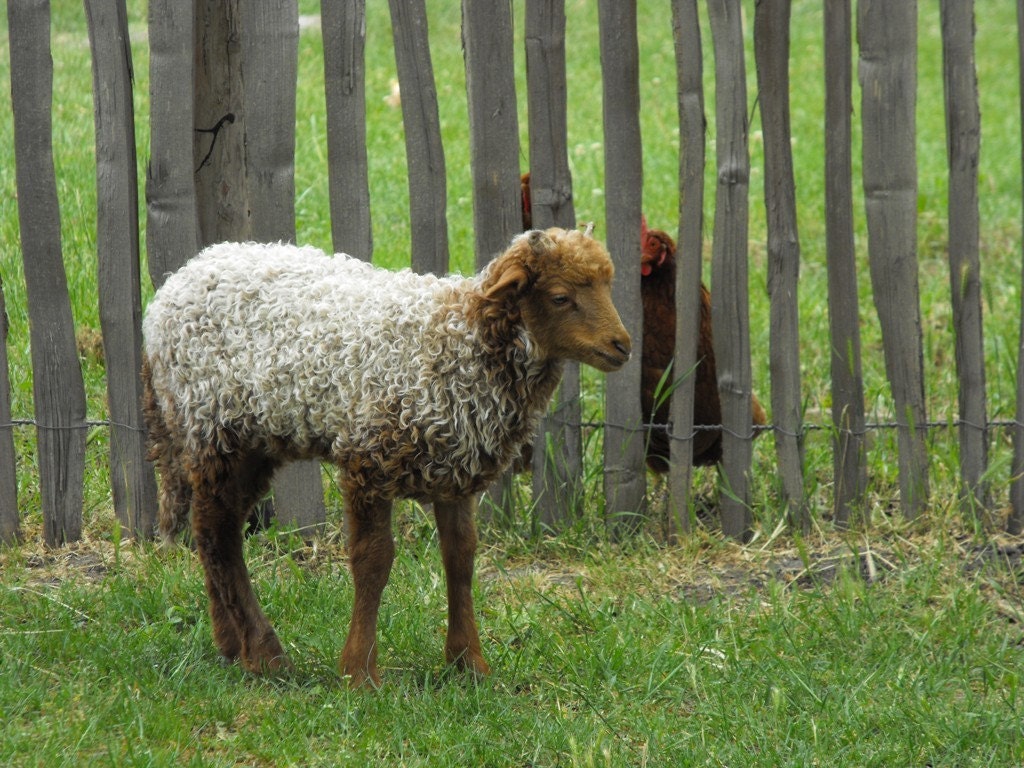 Hungarian Racka Handspun Yarn CSA (Community Supported Agriculture) - 2010 Share