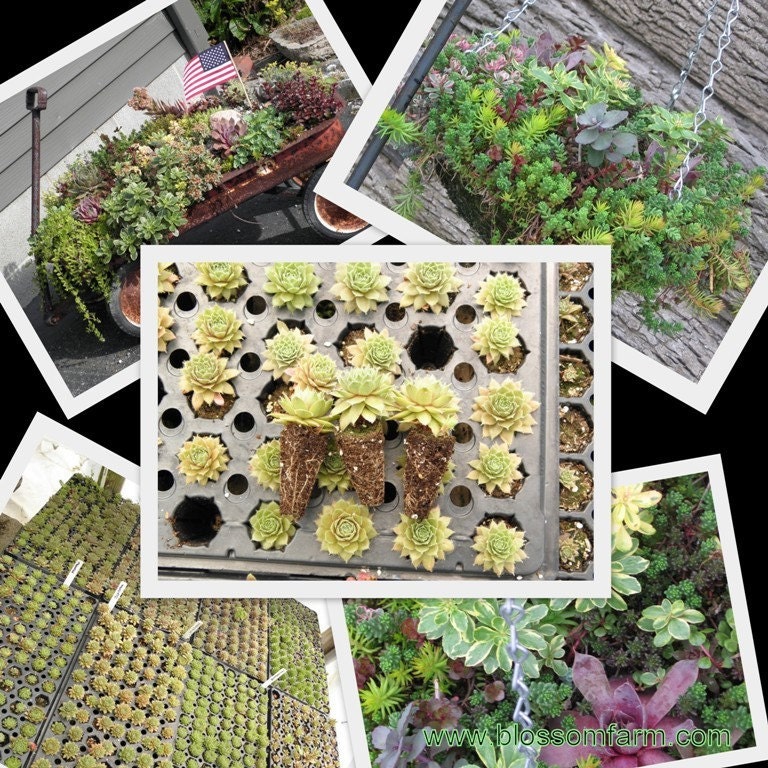 25 Cold Hardy Succulent Plants, Sempervivum Rossettes