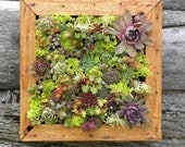 Succulent Vertical Living Wall Art Kit, 12 inch