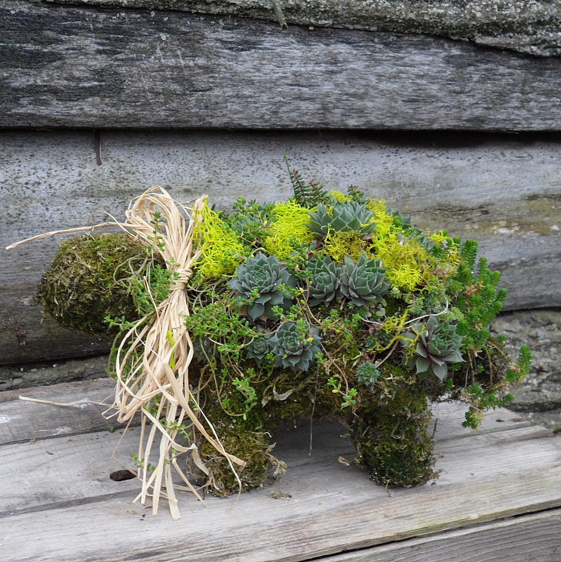 Turtle Topiary Mini Garden Creature, filled with cold hardy hens and chicks