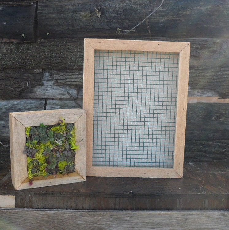 Succulent Vertical Living Wall Art Kit, 12" by 16"