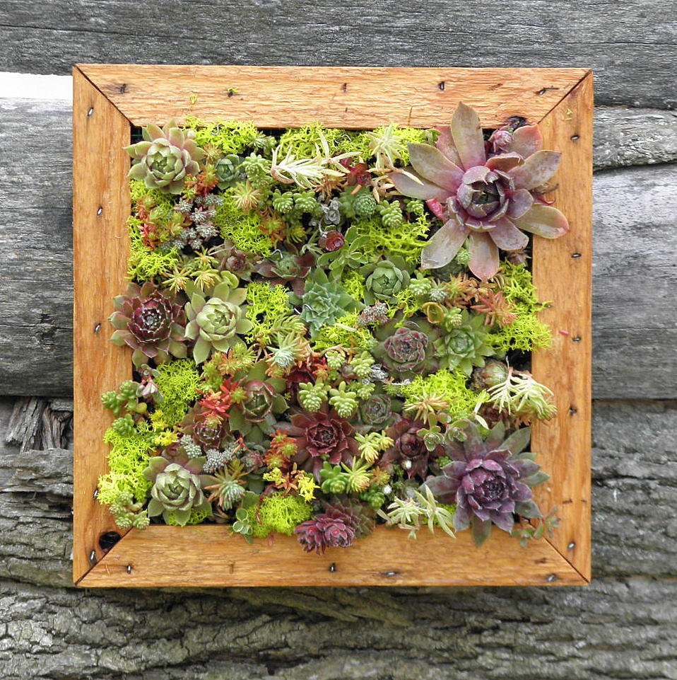 Succulent Vertical Living Wall Art Kit, 12 inch