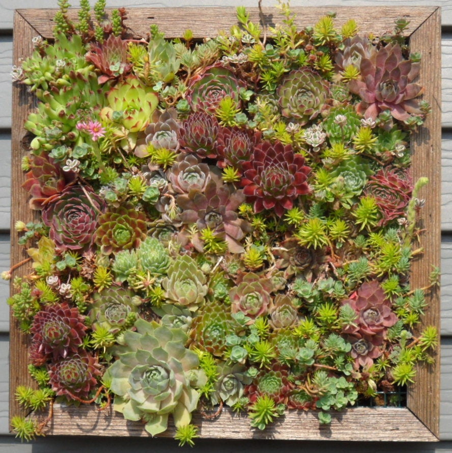 Vertical Mosaic Succulent Living Wall Box KIT 16 inch Square
