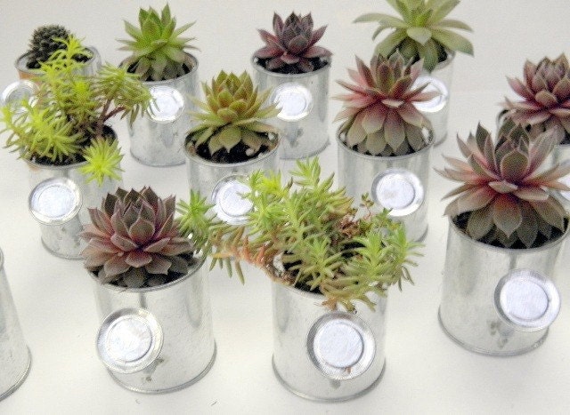 Rock Your Party with 15 Mini Sprinkling Watering Cans for FavoRs with succulents