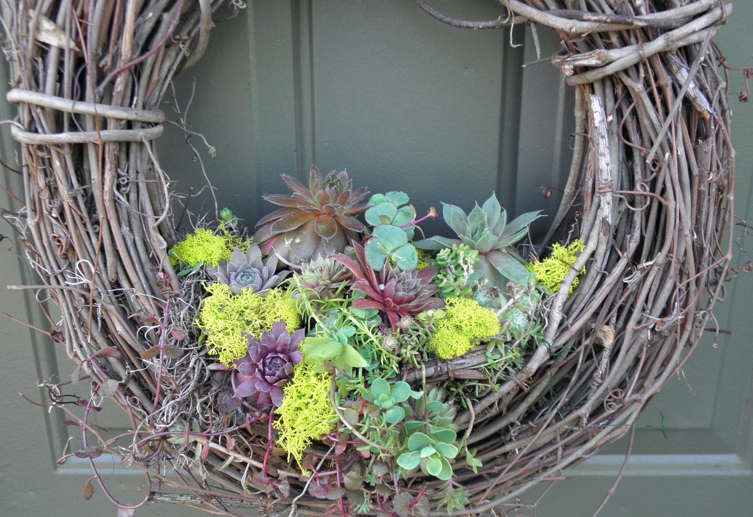 Succulent Plants meet a Grapevine Wreath 16 inch