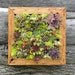 Succulent Vertical Living Wall Art Kit, 12 inch, Buy this or we can make custom sizes.