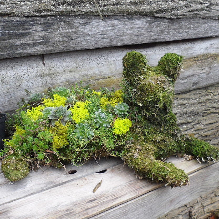Here KITTY KITTY, Living Topiary Garden Creature