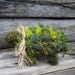 Turtle Topiary Mini Garden Creature, filled with cold hardy hens and chicks