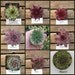 8 Hens and Chicks In this Succulent Sempervivum Potted Plant Collection No.Six
