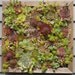 Vertical Mosaic Succulent Living Wall Box KIT 16 inch Square