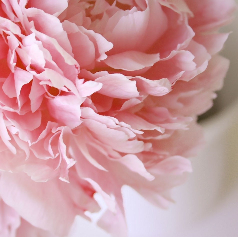 Peony Pink