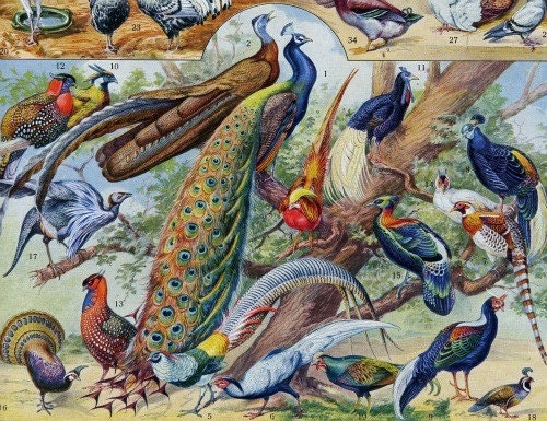 antique french peacock chicken swan birds color plate collage sheet digital download