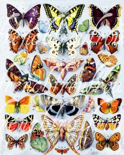 antique exotic butterflies french illustration