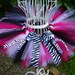 Hot Pink Zebra Fun Super Fluff Tutu- Great for First Birthdays, Weddings, Gifts, Holidays, Photographer Prop