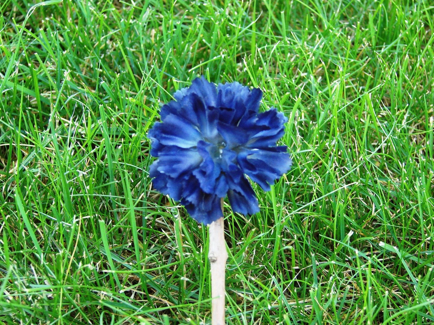 Sale Blue Carnations 7