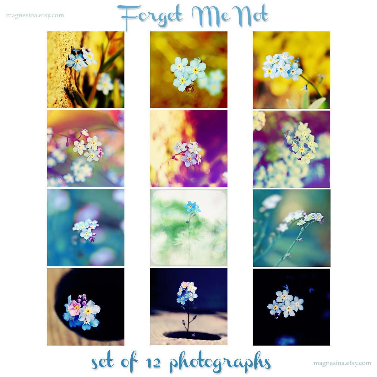 Floral Spring Photography Prints 4x4 (10x10cm) SET OF 12 PHOTOGRAPHS Forget Me Not Flowers Garden Decorating Ideas Home Decor unique art