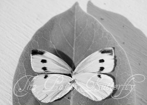 Butterfly Ghost - Still Life Photograph - 5x7 Black and White Nature Print - wing fly spots polka dots grey leaf spirit summer life - ThePaperButterfly