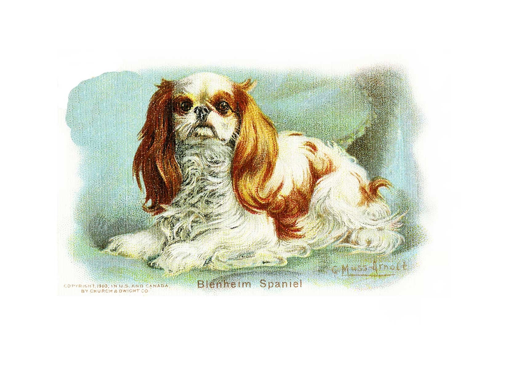 Package of 12 Blank Note Cards,  Blenheim Spaniel