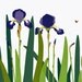 Irises - Hand Pulled Screen Print