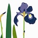 Irises - Hand Pulled Screen Print