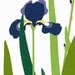 Irises - Hand Pulled Screen Print