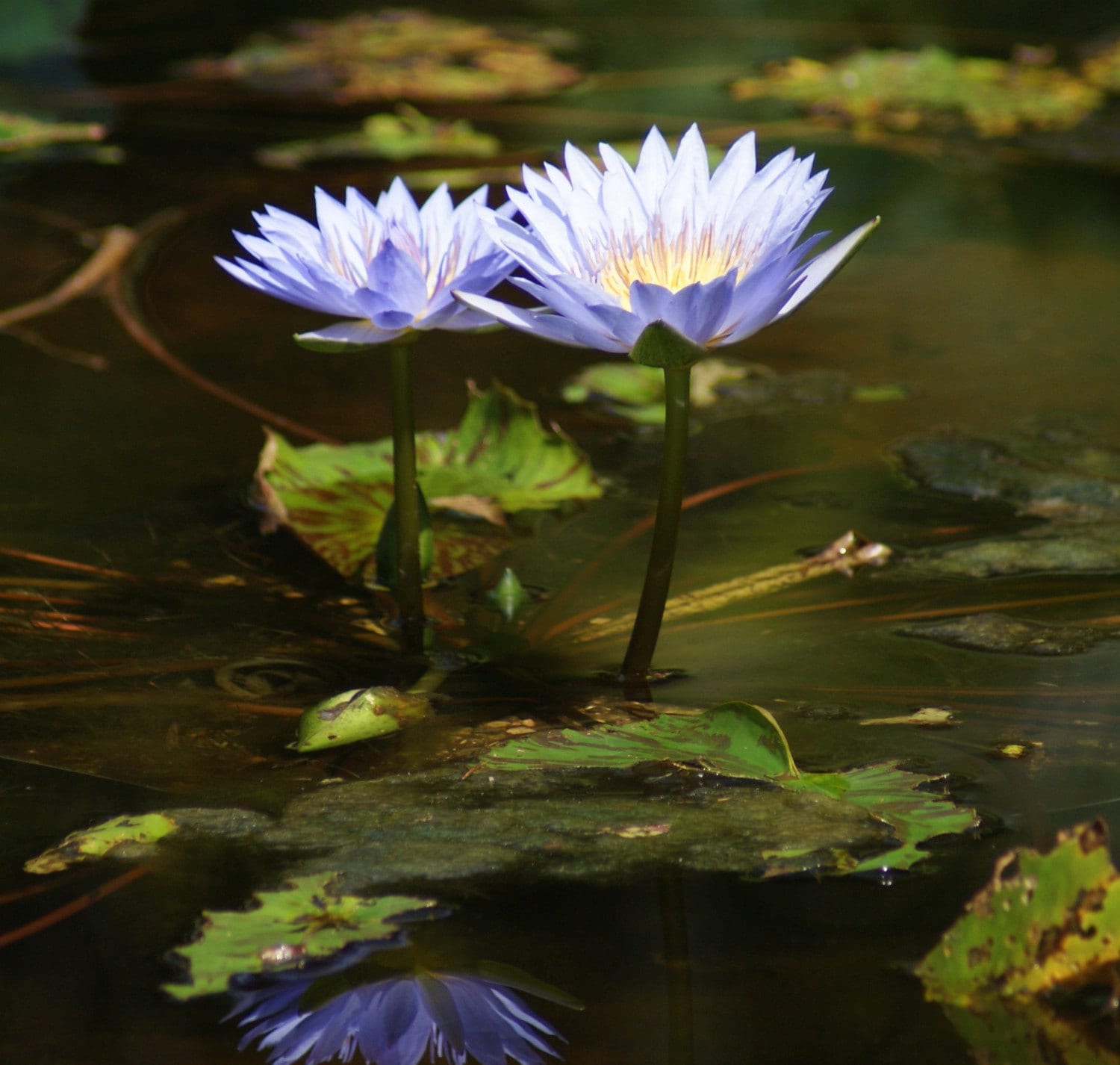 flower in pond