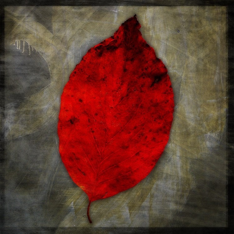 Red Dogwood Leaf Photo No. 1 - 8 in x 8 in Fine Art Photograph - Nature Photography