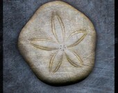 Sea Biscuit No. 1 - 8 in x 8 in Fine Art Photograph - Nature Photography - Seashell Photography - Seashells Home Decor - Coastal Beach Decor