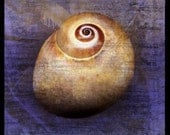 Shark Eye No. 1 - 8 in x 8 in Fine Art Photograph - Nature Photography - Seashell Photography - Seashells Home Decor - Coastal Beach Decor