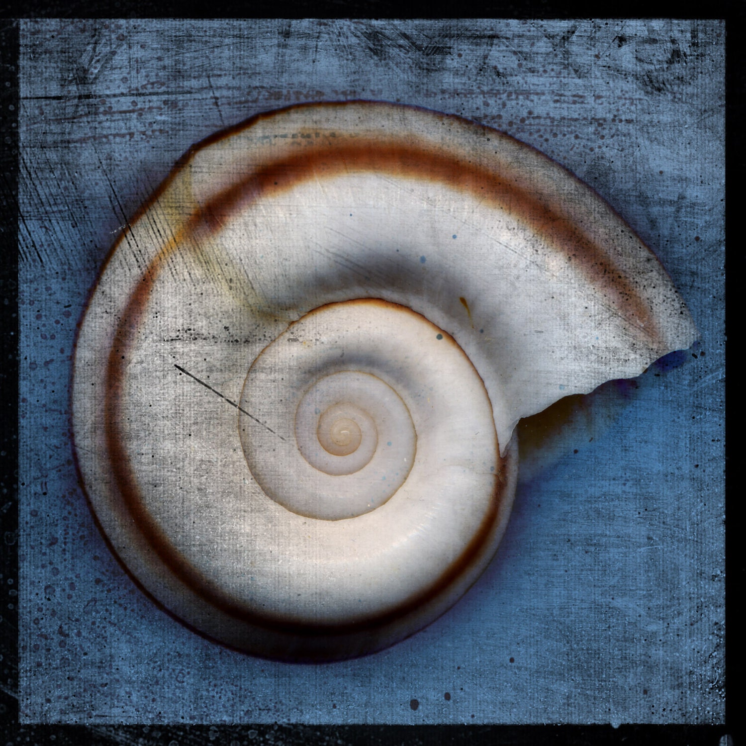 Snail No. 2 - 8 in x 8 in Fine Art Photograph - Nature Photography - Seashell Photography - Seashells Home Decor - Coastal Beach Decor