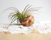 Air Plant, Tillandsia, In Snail Shell, Eco Gift Under 20