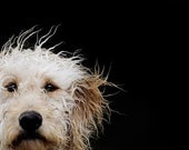 Einstein the Crazyhaired Dog - 5 X 7 Fine Art Photo Print - gandolphoto