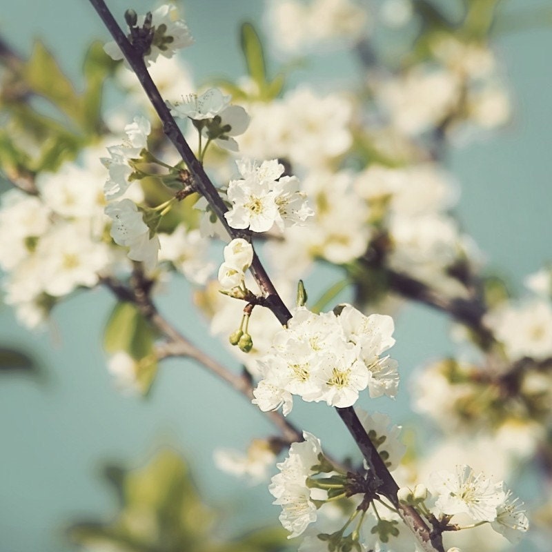 8 X 8 Fine Art Photo Print of Plum Blossoms