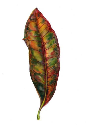 Croton Leaf- Original Botanical Watercolor Painting - BugsBeastsBotanicals