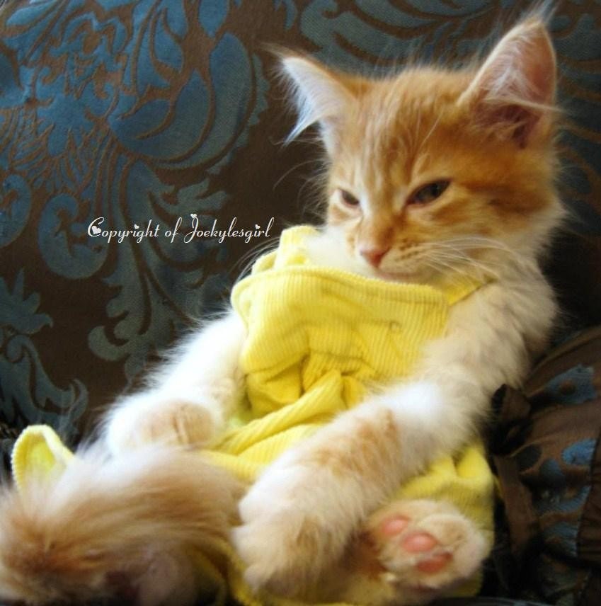 8X10 Glossy Print Photograph - Cat Nap