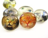 6 Handmade Glass Kitty Cat Magnets